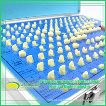 EN-G14 Factory Directly Shipping Teeth Preparation Model for Training Education